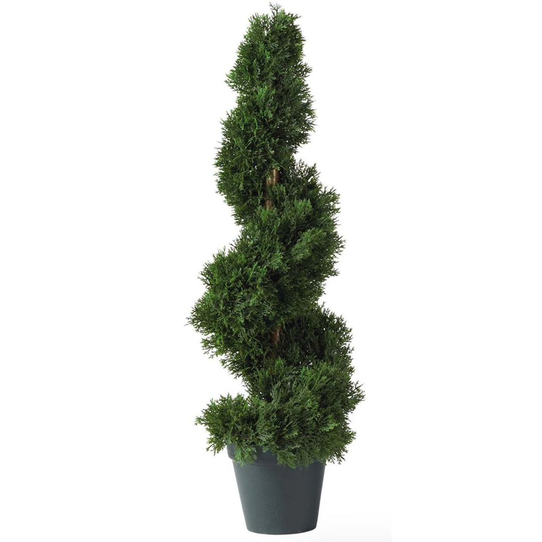 2' Cedar Spiral Tree