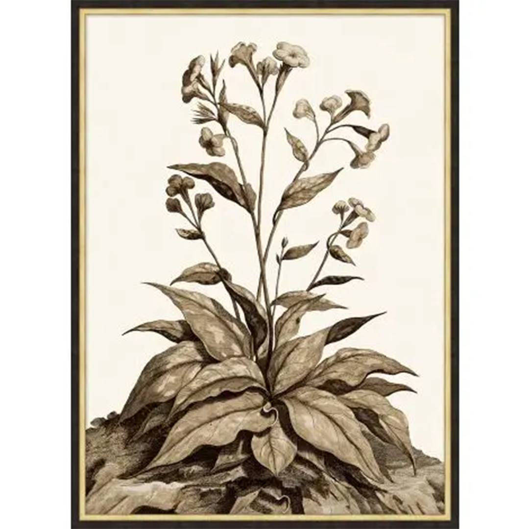 Sepia Growth 2