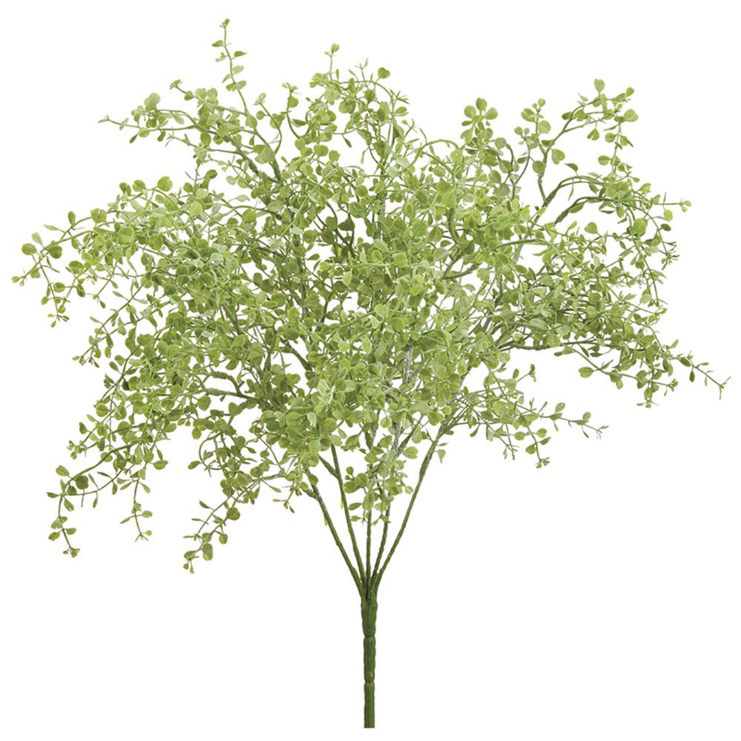 Button Fern