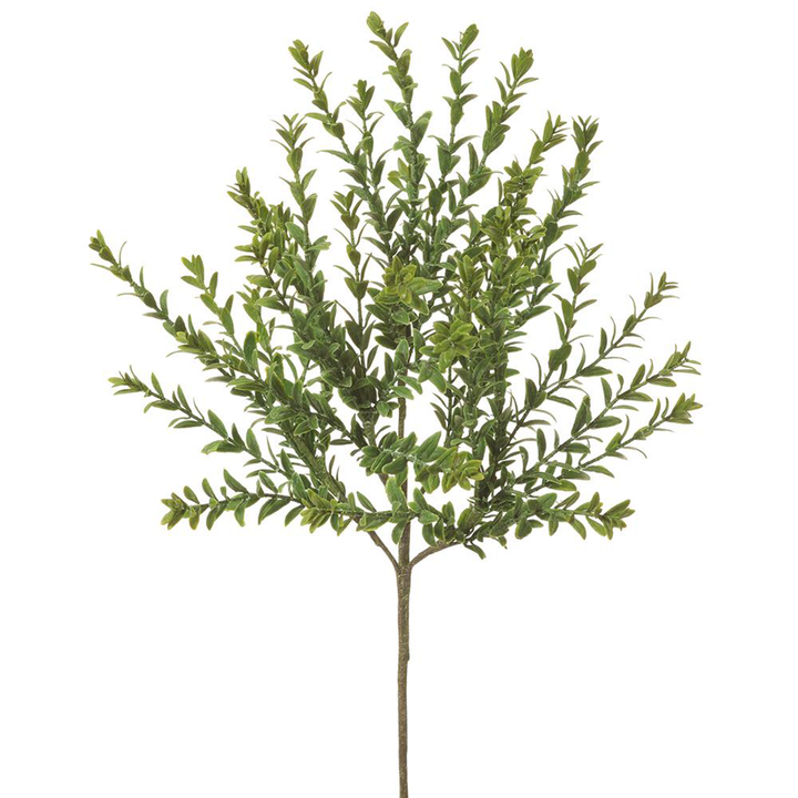 Mini Boxwood Bush