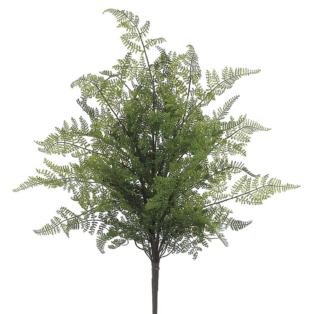 Lace Fern Bush
