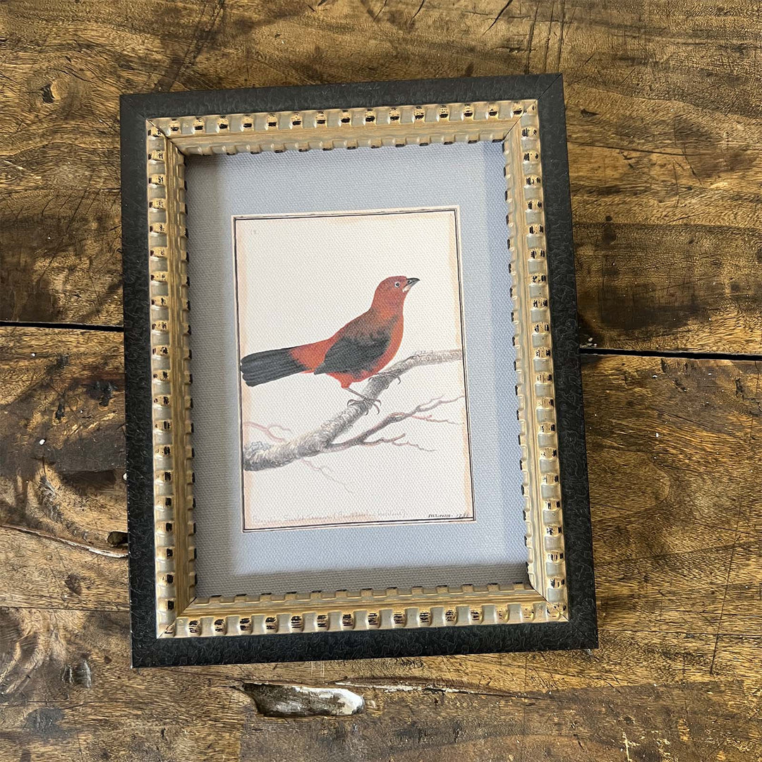 Red Bird