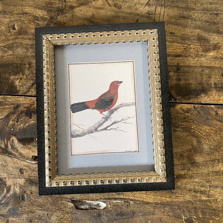 Red Bird