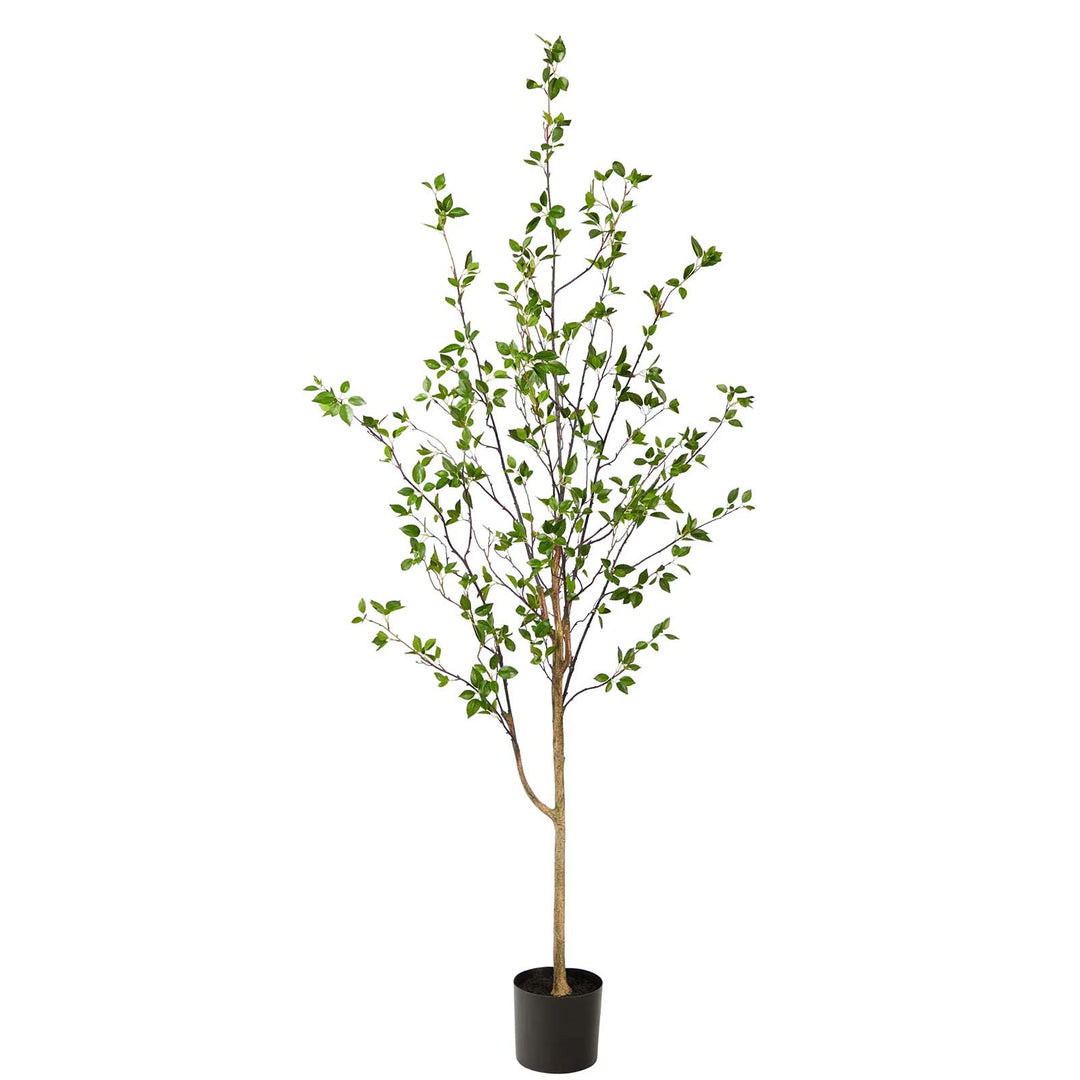 6.5' Citrus Tree