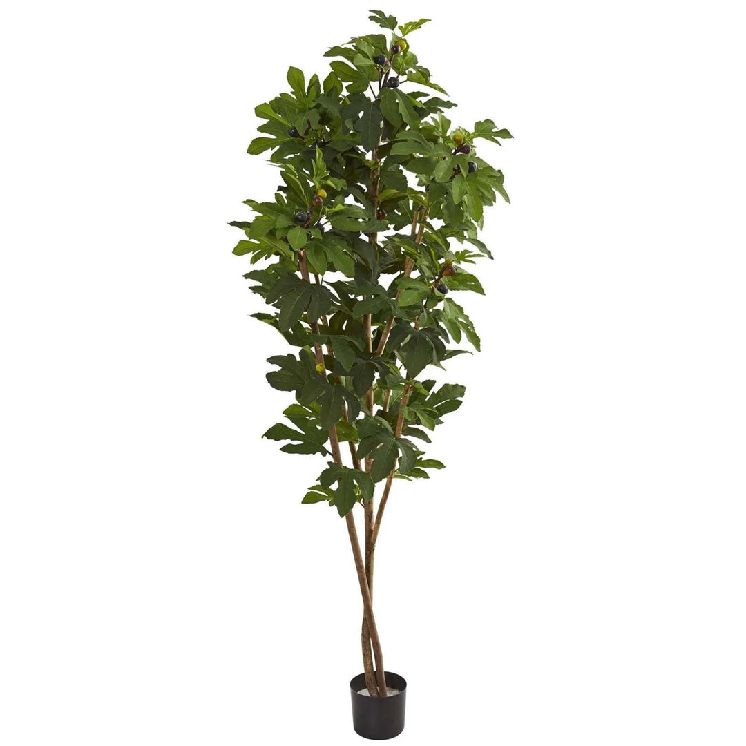 81" Fig Tree