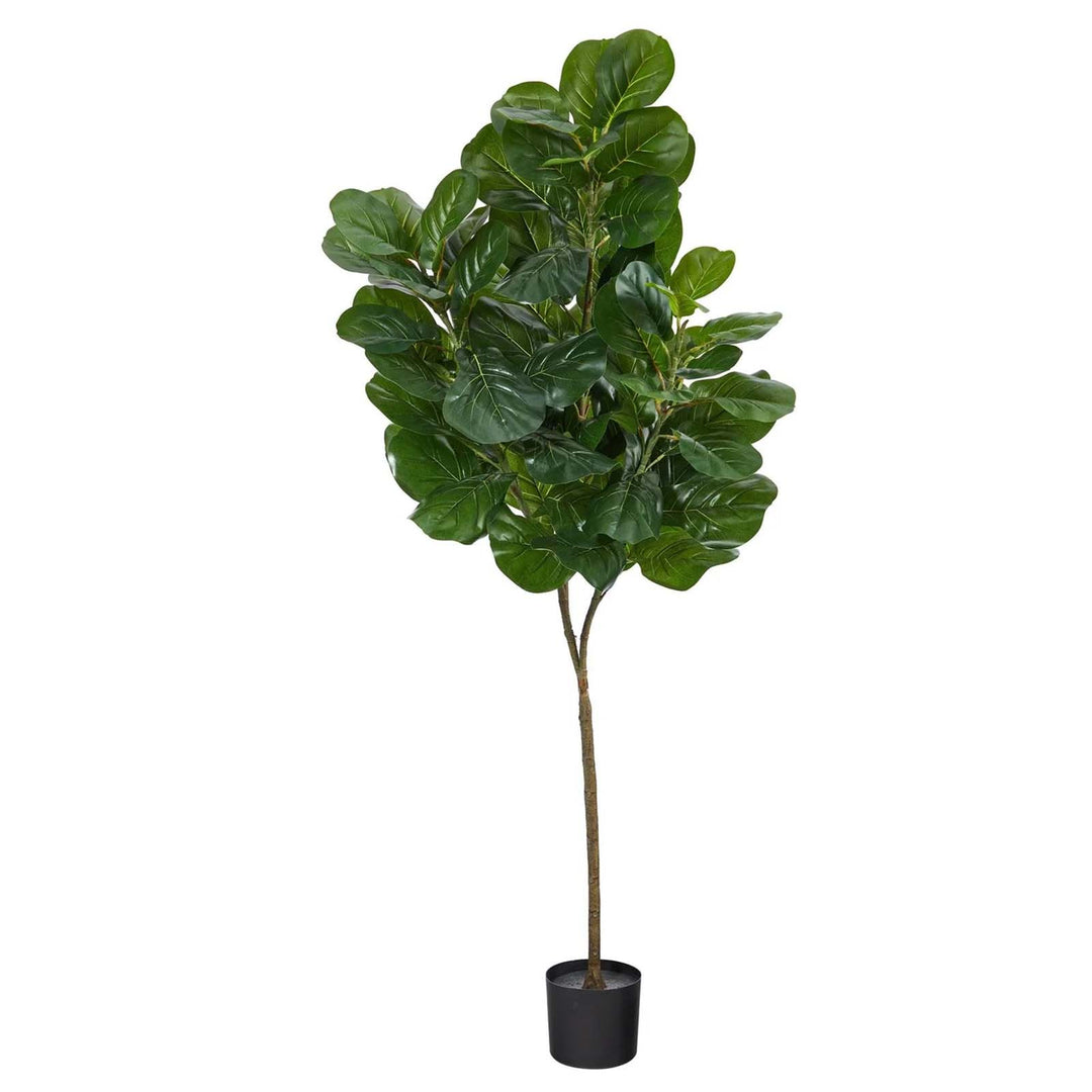 6' Fiddle Leaf Fig Tree