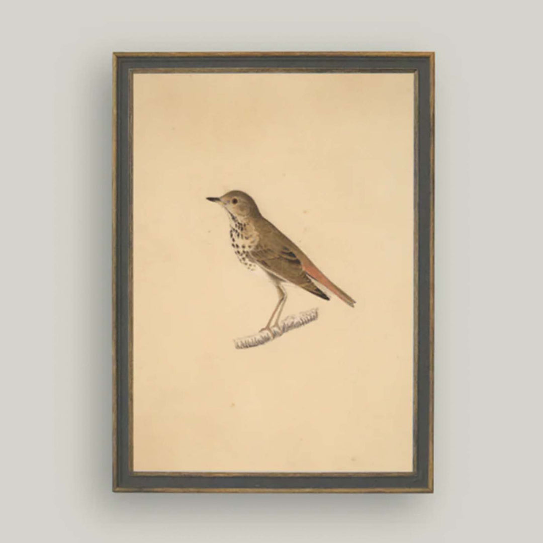 Bird