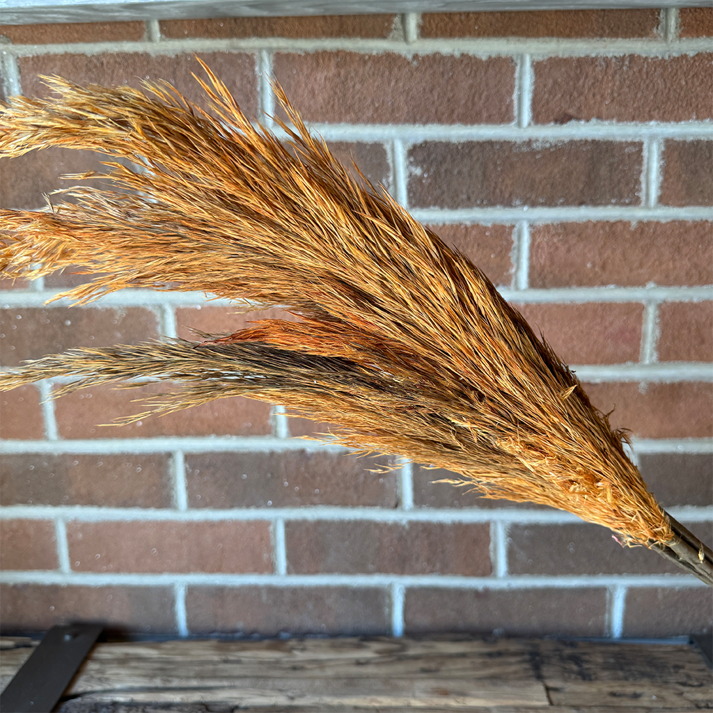 28" Pampas Grass - Orange