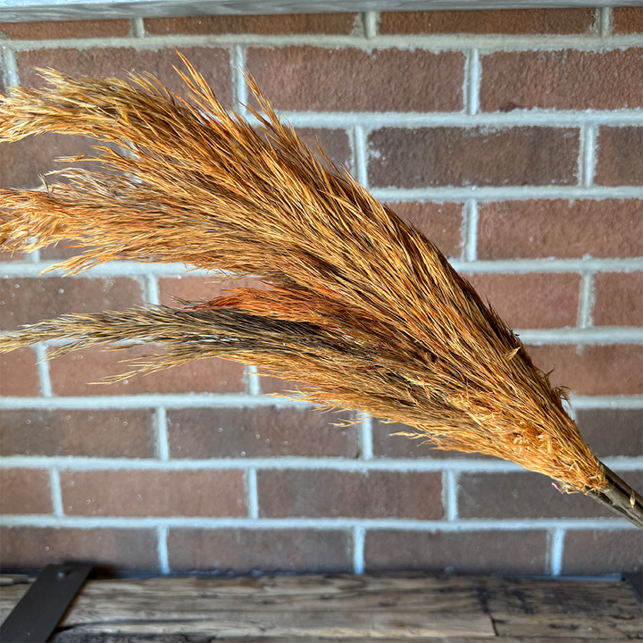 28" Pampas Grass - Orange