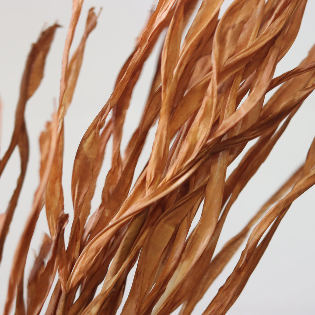 Dry Grass