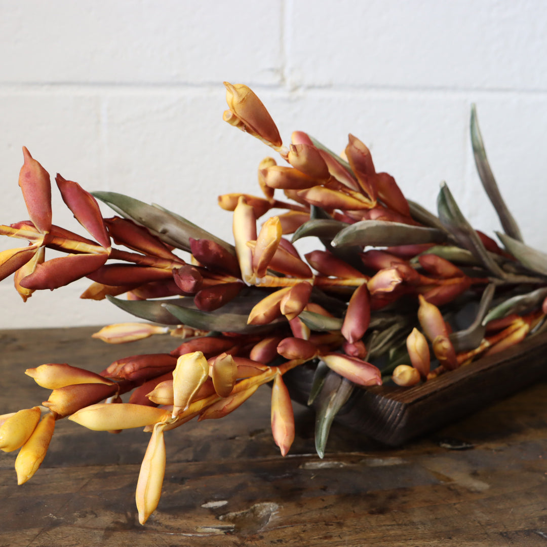 Botanica #3335