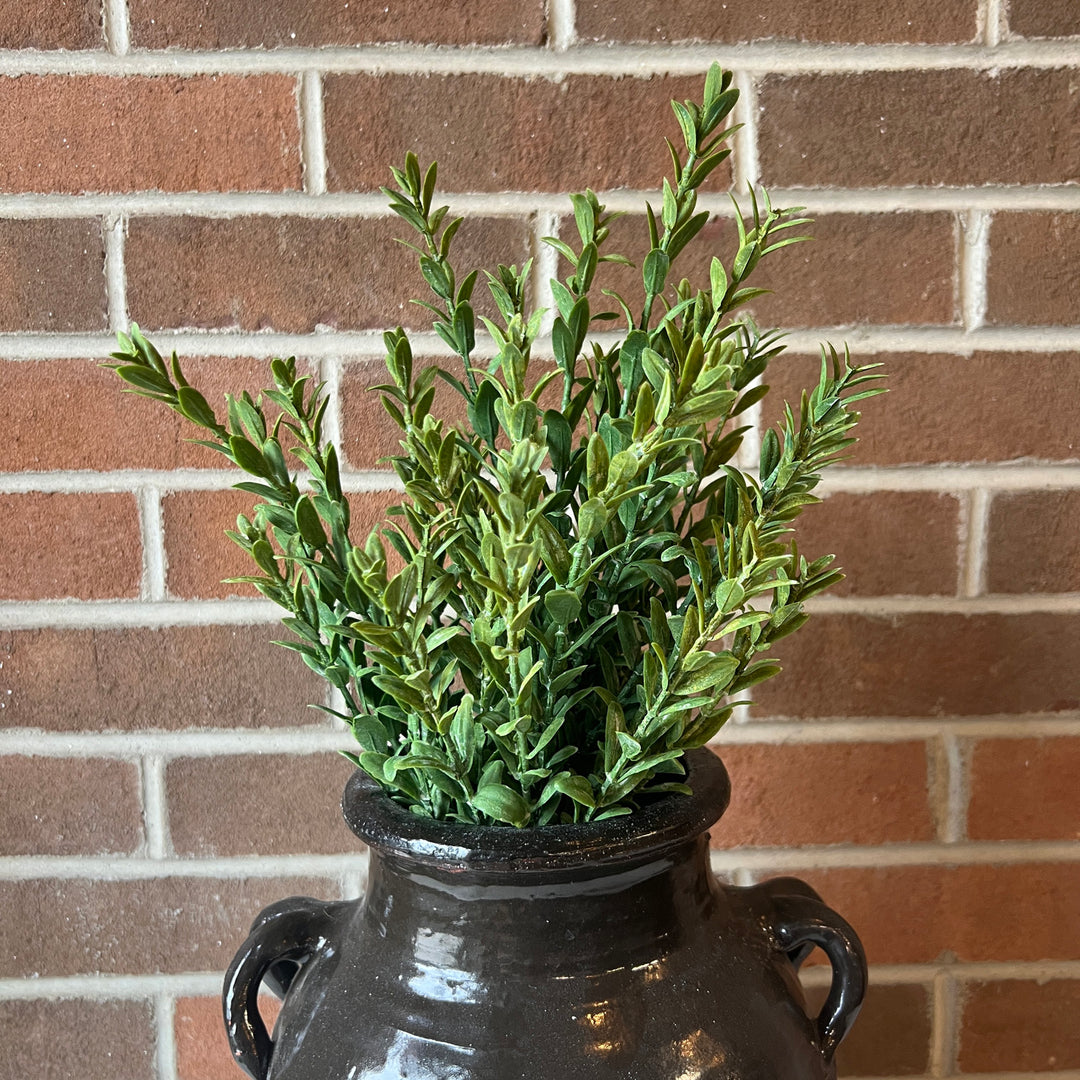 Mini Boxwood Bush