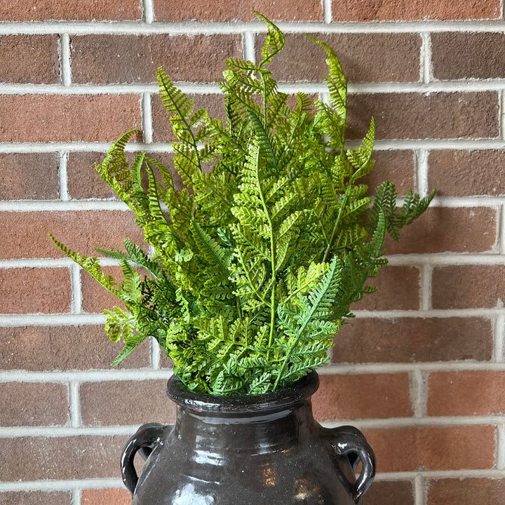 Lace Fern Bush