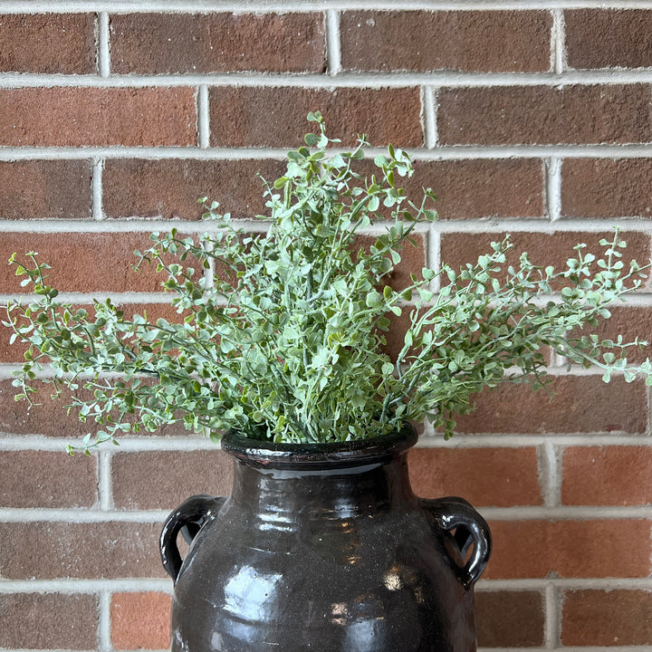 Button Fern