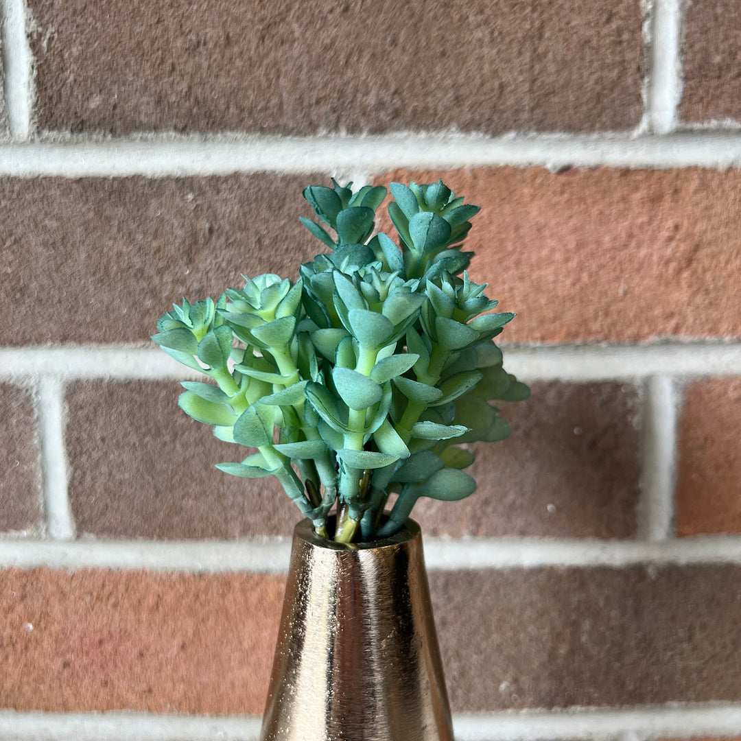 Soft Sedum Pick