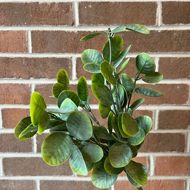 Cotinus Leaf Bush