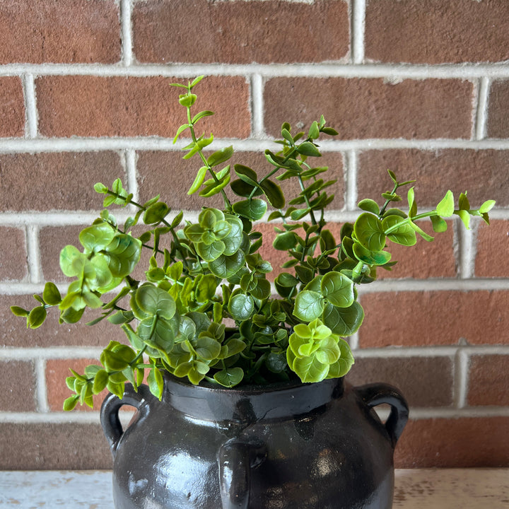 Soft Eucalyptus Bush
