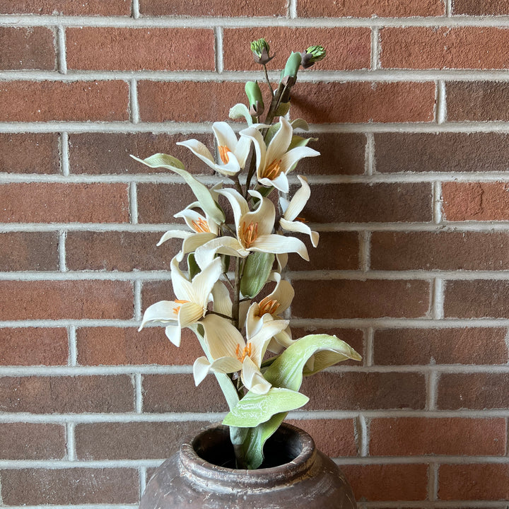 Botanica #2795