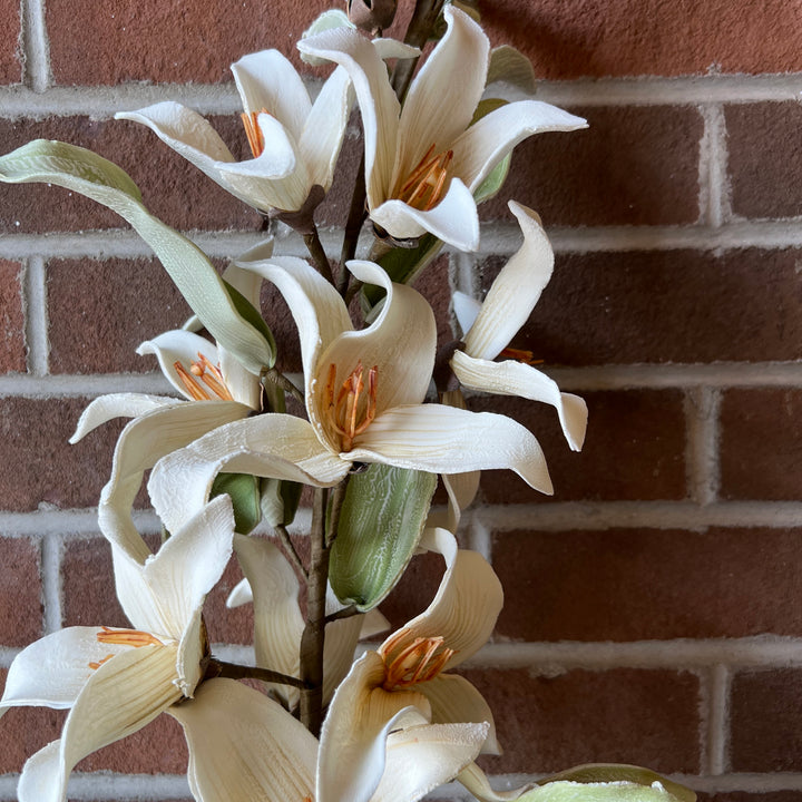 Botanica #2795