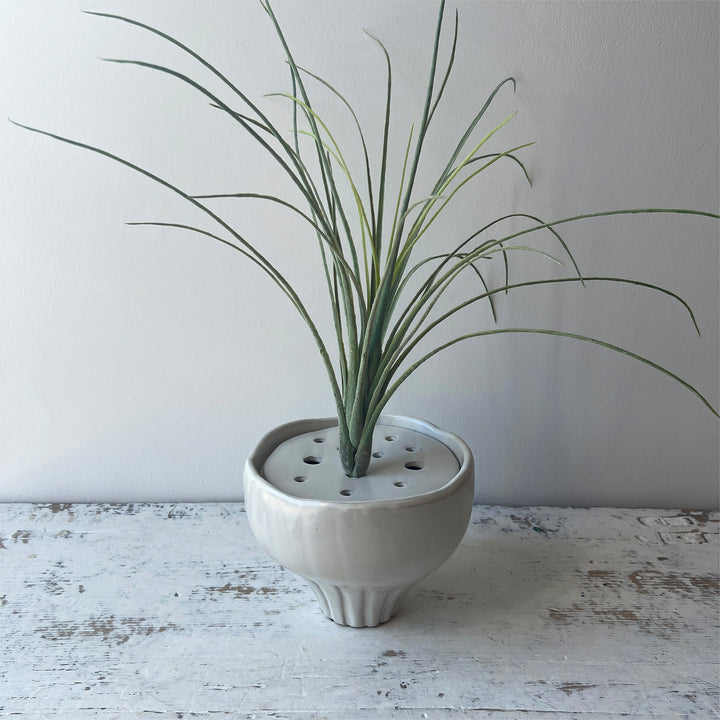 Tillandsia Grass Bush