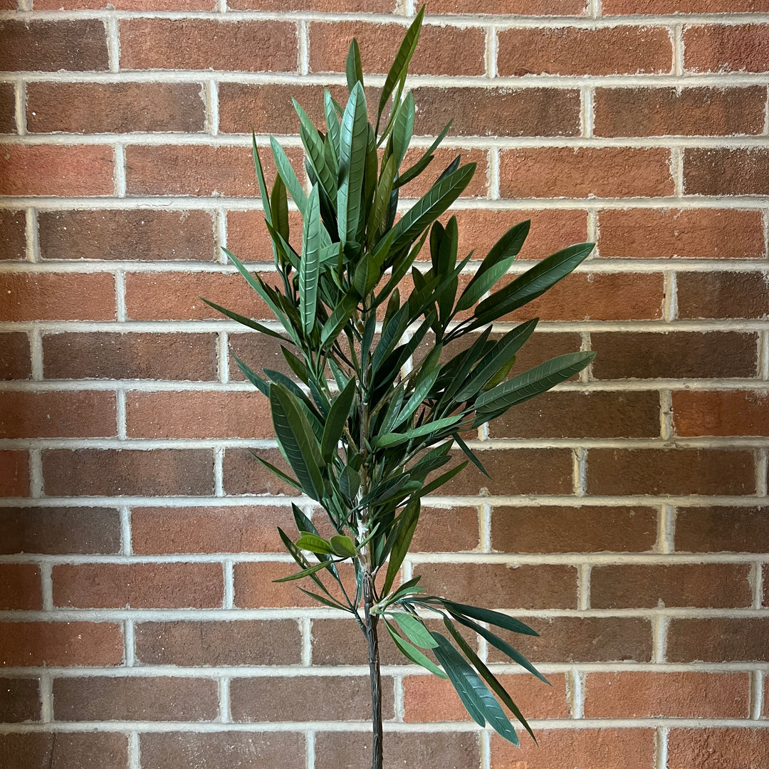 Eucalyptus Tree in Pot