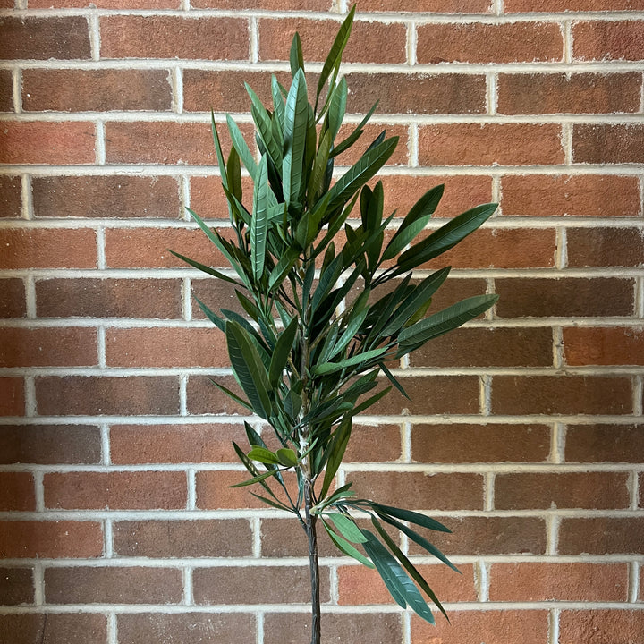 Eucalyptus Tree in Pot