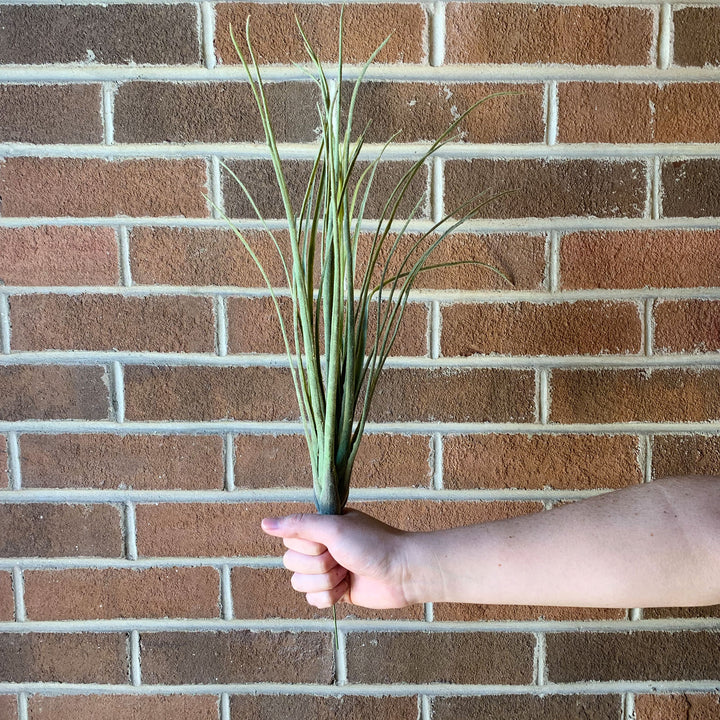 Tillandsia Grass Bush